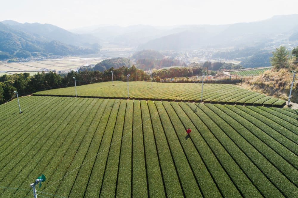 松永緑茶園の茶畑上空から街を眺める松永浩二